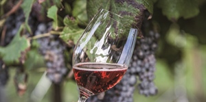 Cancer Plan, la filiera vitivinicola italiana:  importante aver distinto tra uso e abuso di alcol.  Ora lavoriamo insieme per sconfiggere il cancro